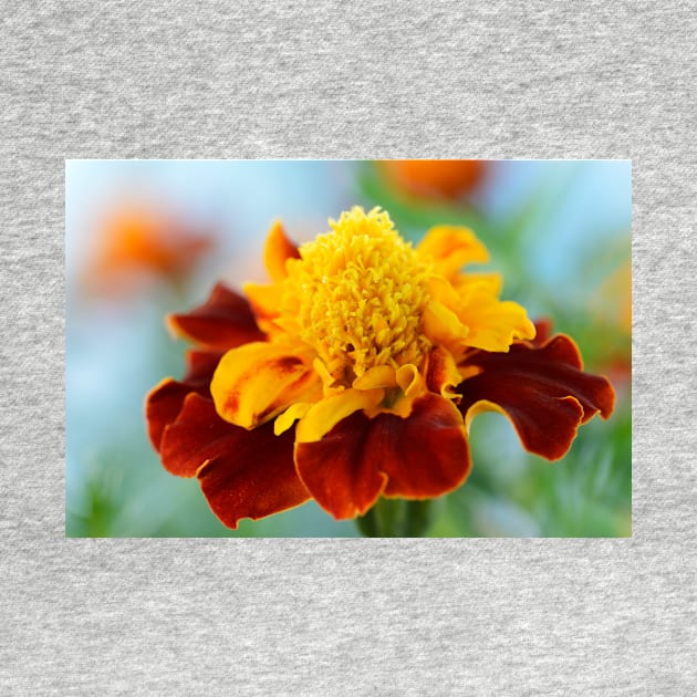 Tagetes patula  &#39;Mowgli Bicolour&#39;  Dwarf French marigold by chrisburrows